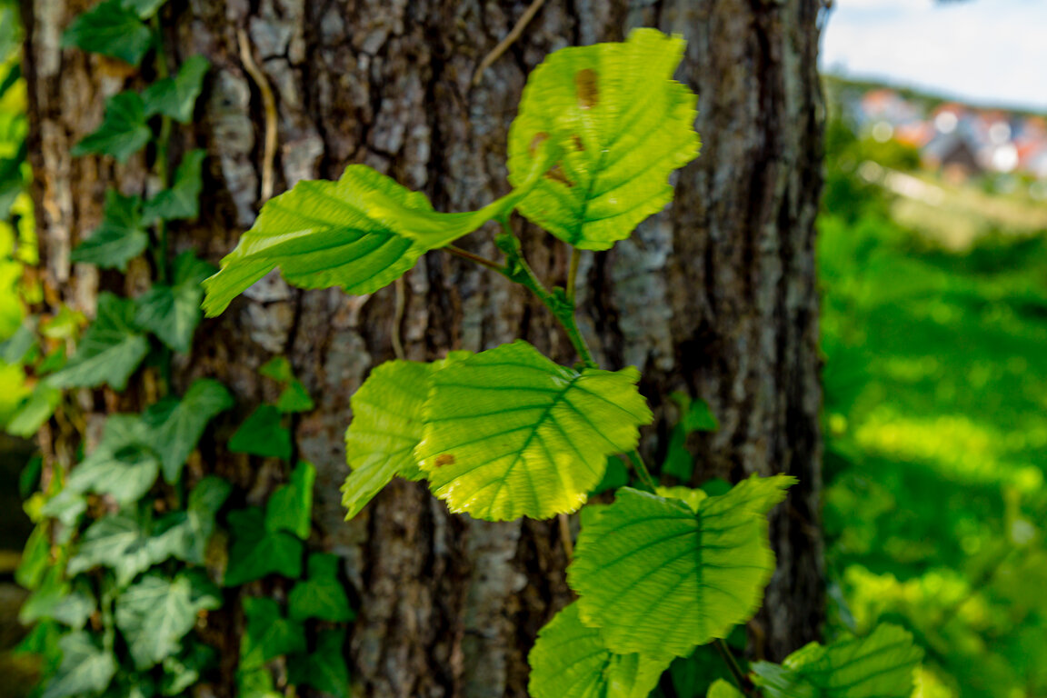 Image: _JA 40868 Erle, Blatt.jpg